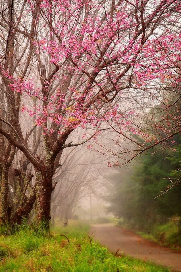 khun wang cherry blossoms, thai sakura, Thailand sakura, khun wang, chiang mai royal agricultural research center