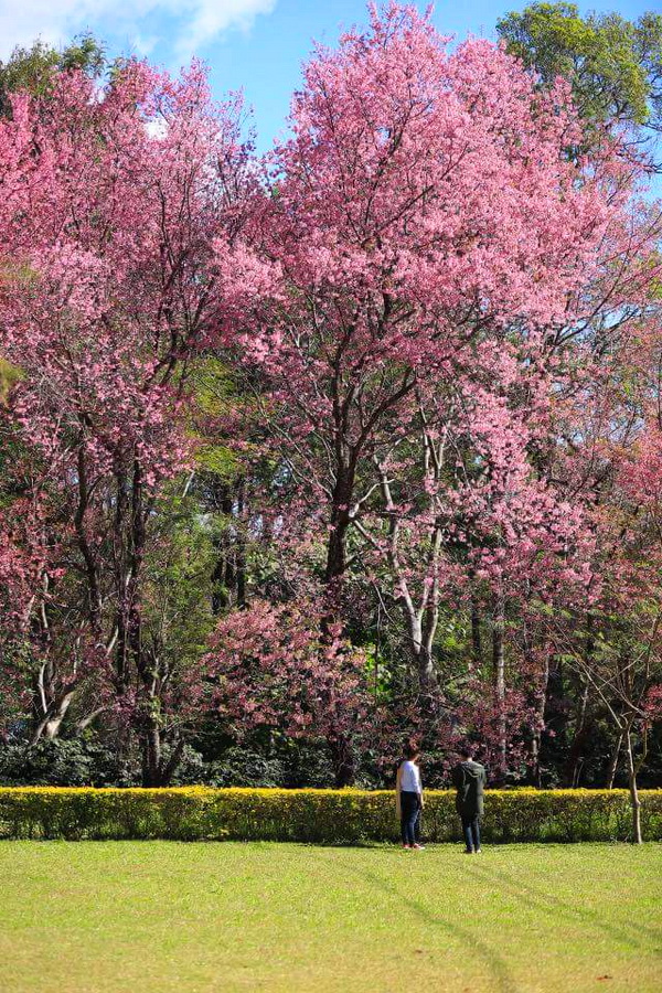 khun wang cherry blossoms, thai sakura, Thailand sakura, khun wang, chiang mai royal agricultural research center