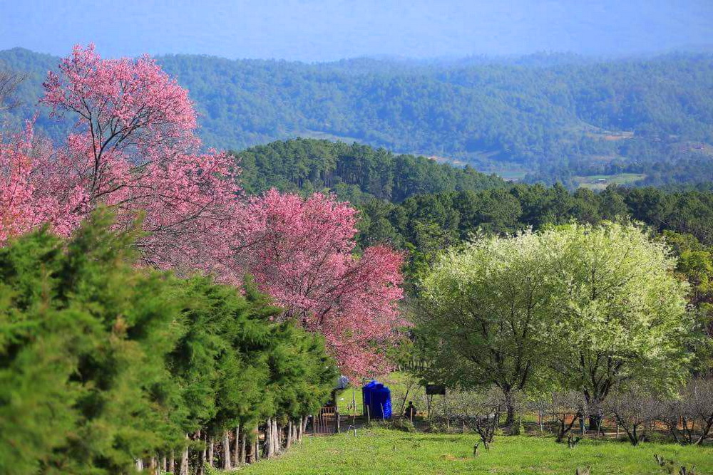 khun wang cherry blossoms, thai sakura, Thailand sakura, khun wang, chiang mai royal agricultural research center