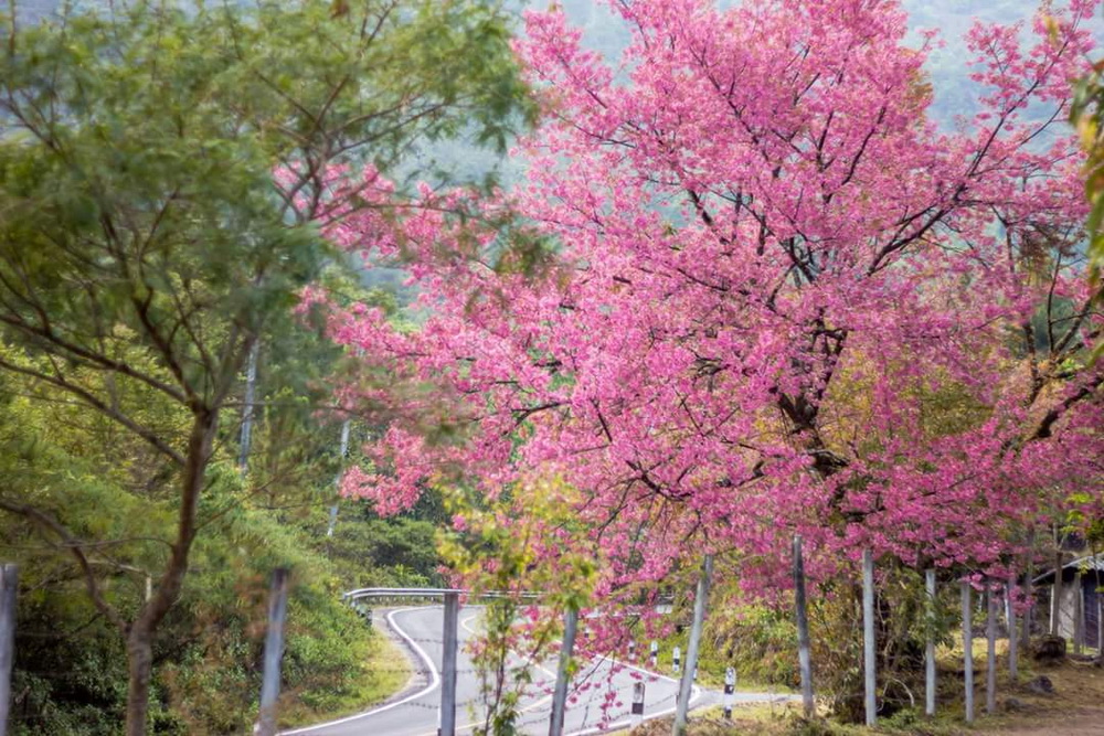 khun wang cherry blossoms, thai sakura, Thailand sakura, khun wang, chiang mai royal agricultural research center