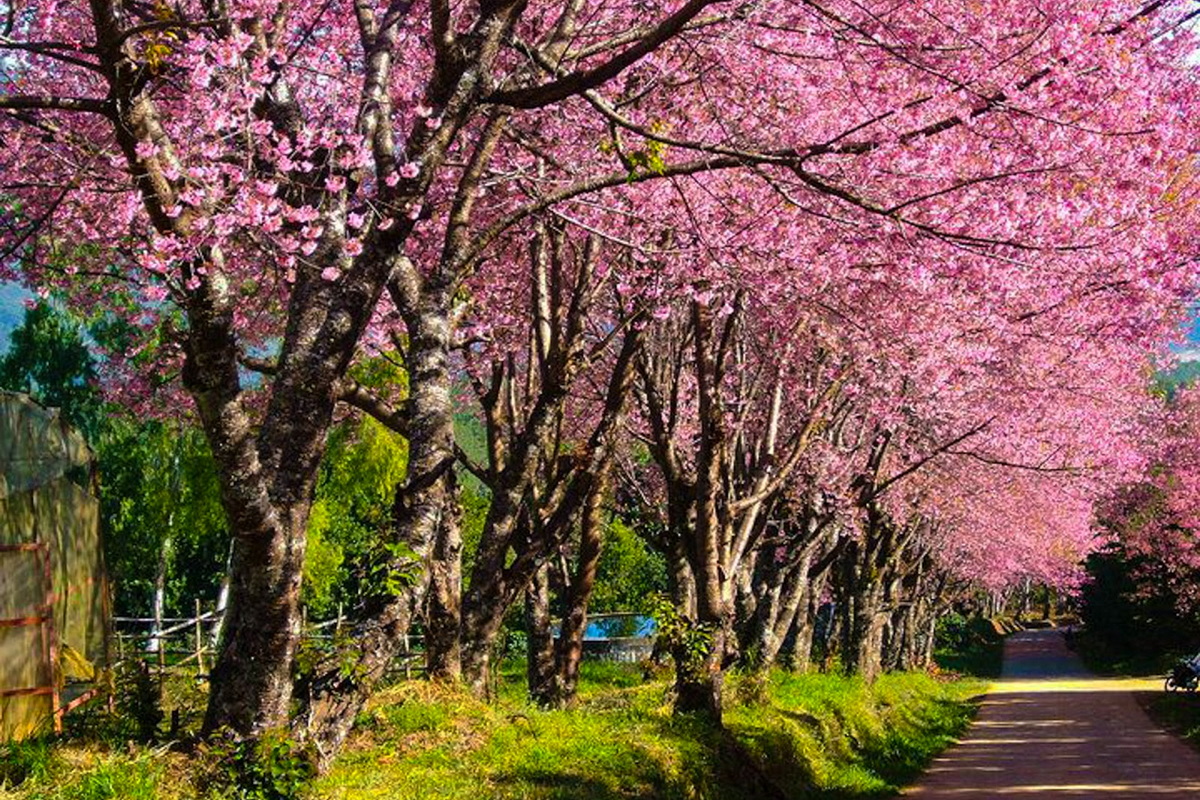 khun wang-cherry blossom