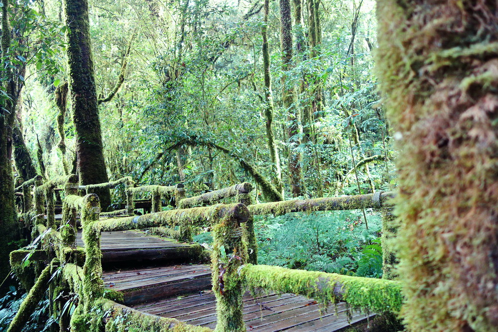 doi inthanon national park, inhanon, doi inthanon, inthanon national park