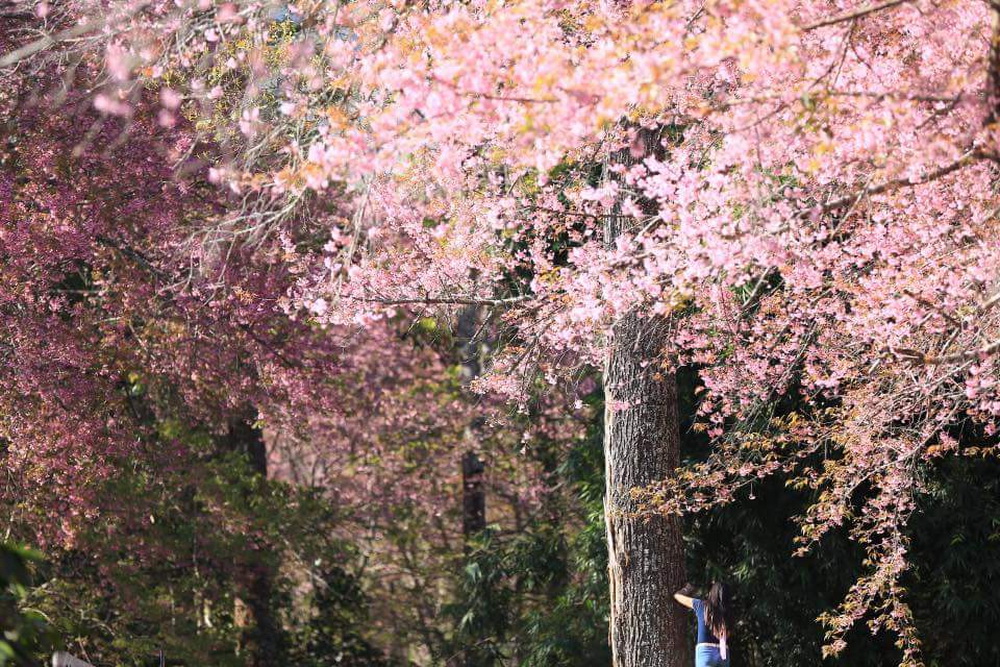 doi inthanon national park, inhanon, doi inthanon, inthanon national park