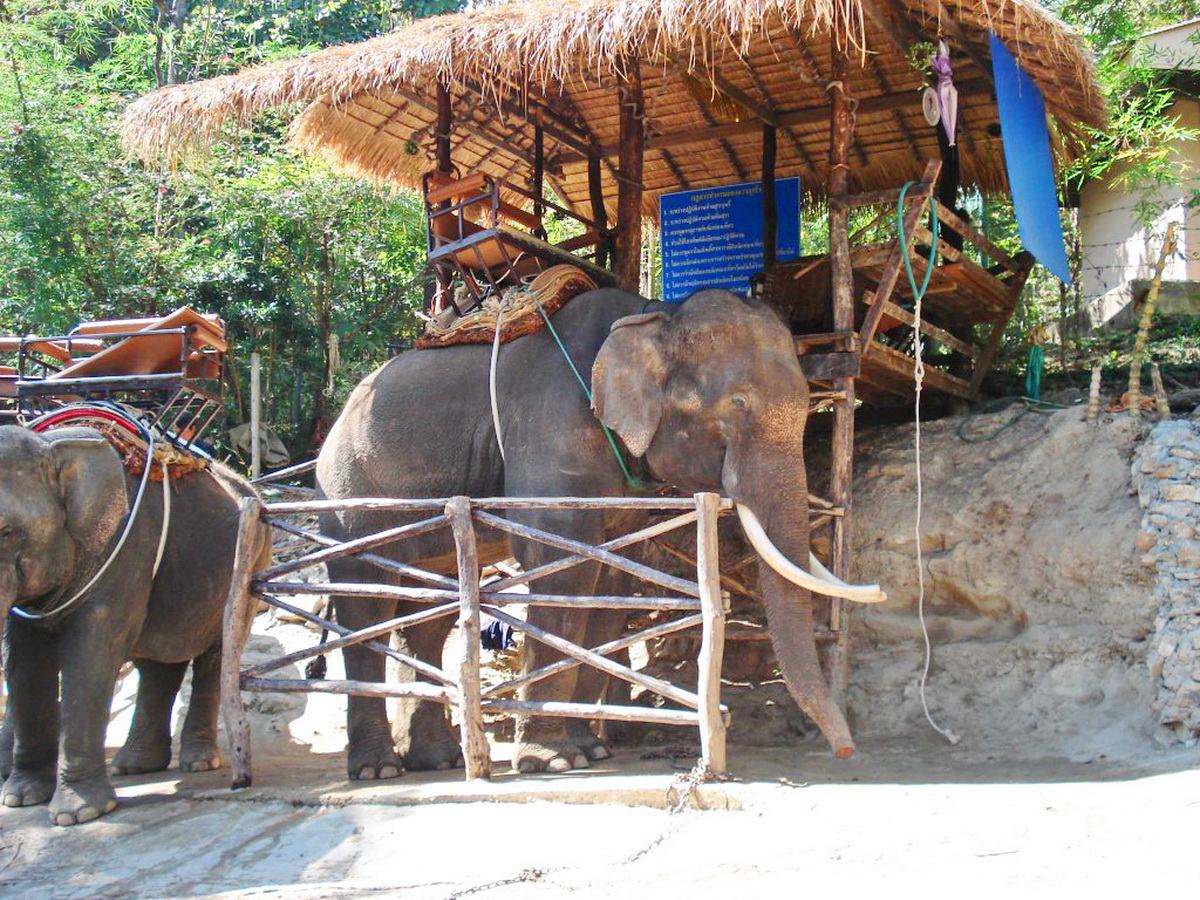 chiangmai zoo, chiang mai zoo, attractions in chiang mai