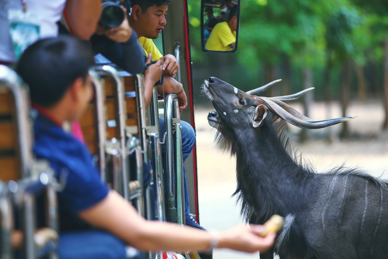 chiang mai night safari, night safari chiang mai, night safari in chiang mai, chiang mai night safari tour, ticket chiang mai night safari