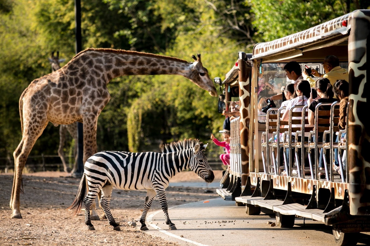 chiang mai night safari, night safari chiang mai, night safari in chiang mai, chiang mai night safari tour, ticket chiang mai night safari