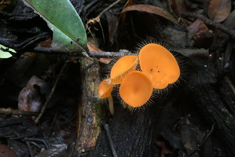 doi suthep-pui national park, national parks in chiang mai, chiang mai national parks, attractions national park in chiang mai, doi suthep-pui, doi suthep-pui mountain