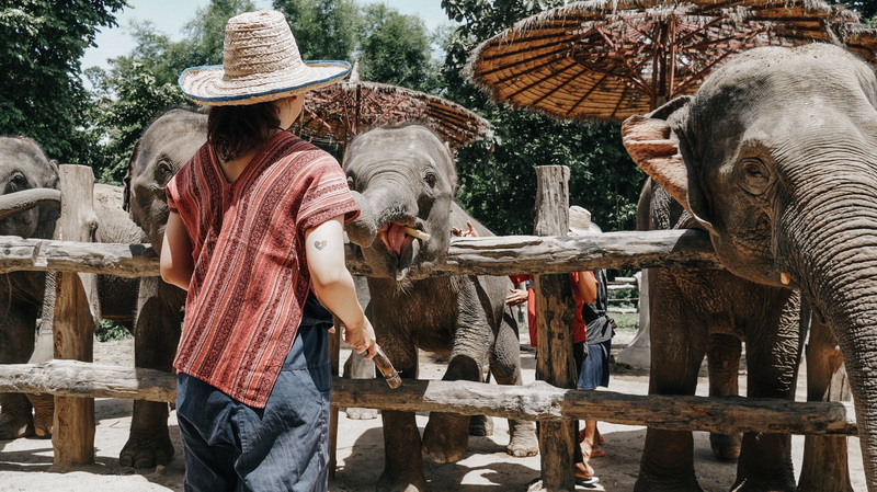 mae rim elephant home, maerim elephant home, mae rim elephant camp, maerim elephant camp, maerim elephant chiang mai, mae rim elephant chiang mai