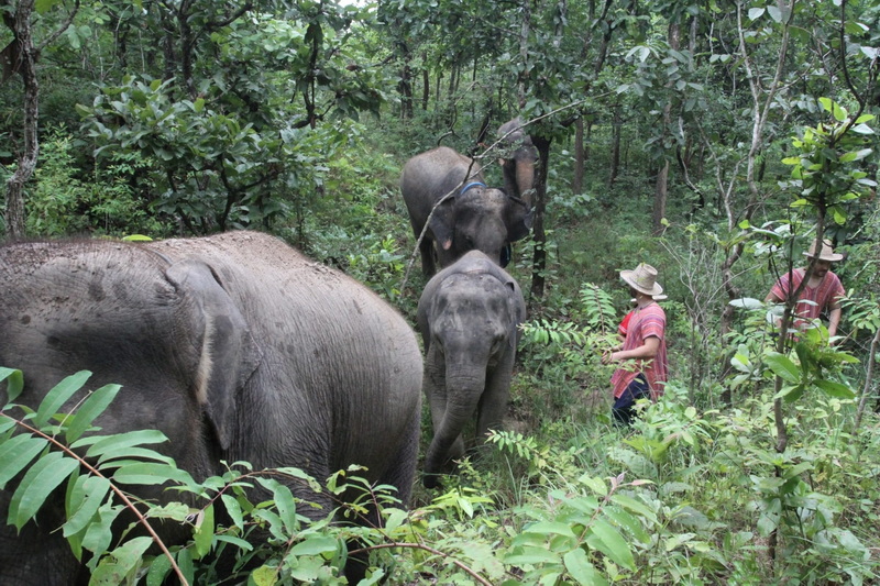 mae rim elephant home, maerim elephant home, mae rim elephant camp, maerim elephant camp, maerim elephant chiang mai, mae rim elephant chiang mai