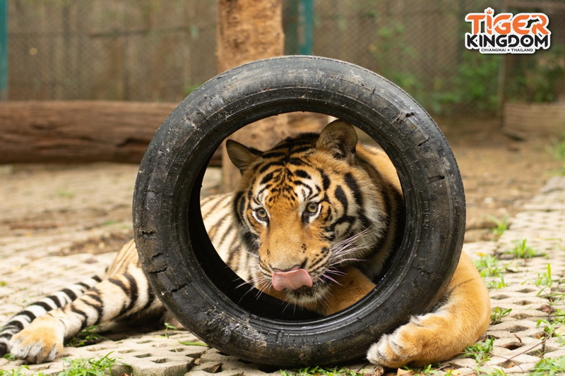 tiger kingdom, chiang mai tiger kingdom, chiangmai tiger kingdom, tiger kingdom chiang mai, tiger kingdom chiangmai