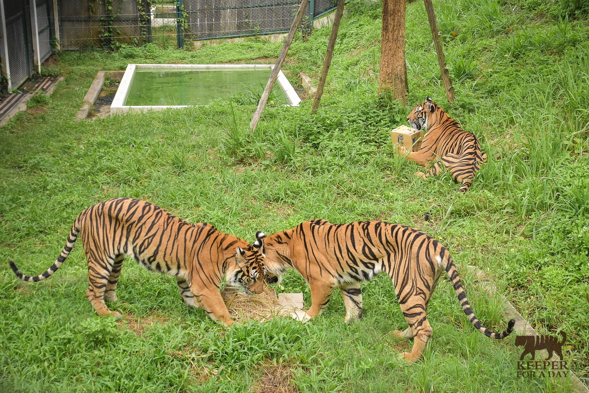 tiger kingdom, chiang mai tiger kingdom, chiangmai tiger kingdom, tiger kingdom chiang mai, tiger kingdom chiangmai