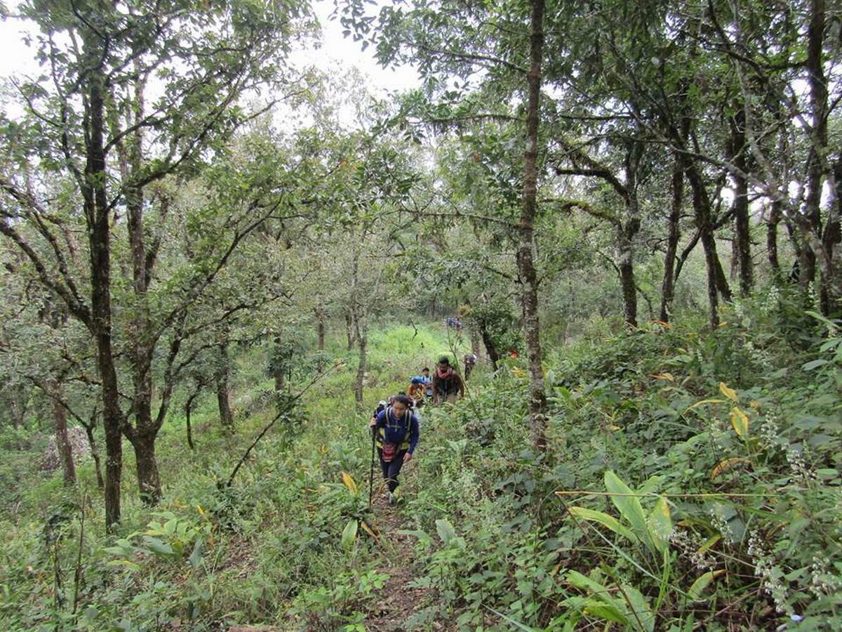 doi wiang pha national park, doi wieang pha national park, doi wiang pha, doi wieang pha, doi wiangpha national park, doi wiengpha national park