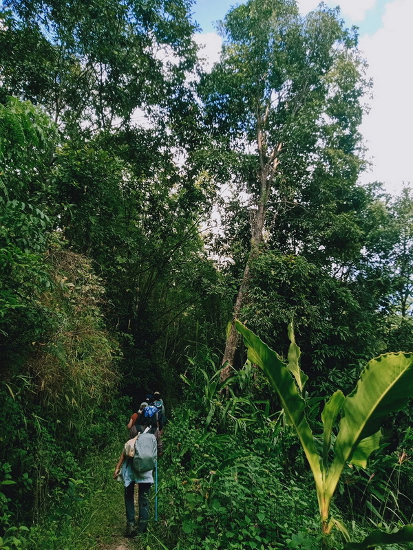 doi wiang pha national park, doi wieang pha national park, doi wiang pha, doi wieang pha, doi wiangpha national park, doi wiengpha national park