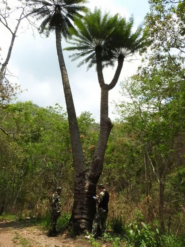 doi wiang pha national park, doi wieang pha national park, doi wiang pha, doi wieang pha, doi wiangpha national park, doi wiengpha national park