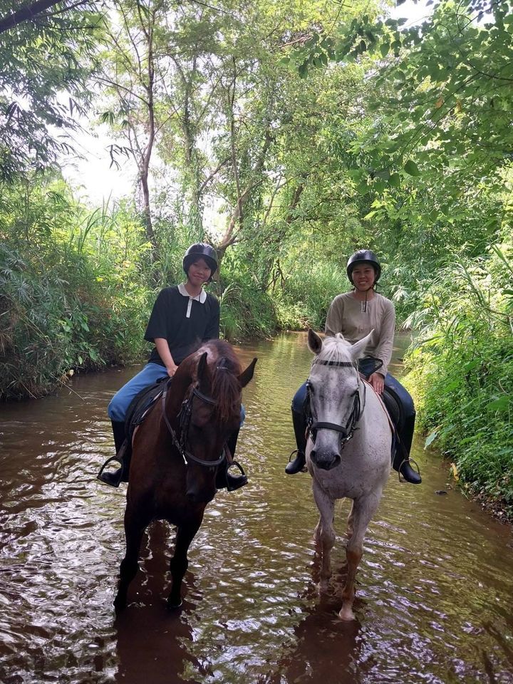 chiang mai horse riding, chiang mai horseback riding, chiang mai horse riding tour, chiang mai horseback riding tour, chiang mai horse riding adventure, chiang mai horseback riding adventure