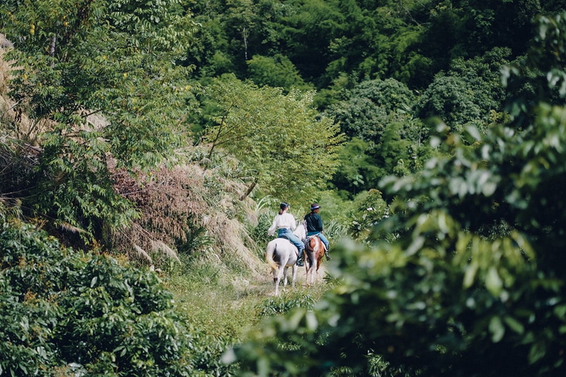 chiang mai horse riding, chiang mai horseback riding, chiang mai horse riding tour, chiang mai horseback riding tour, chiang mai horse riding adventure, chiang mai horseback riding adventure