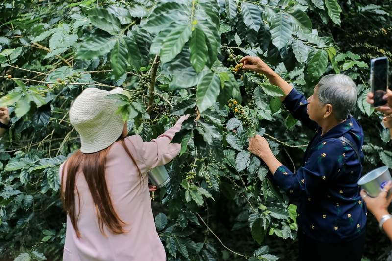 chiang mai coffee farm tour, coffee farm tour in chiang mai, chiangmai coffee farm tour, tour coffee farm chiang mai