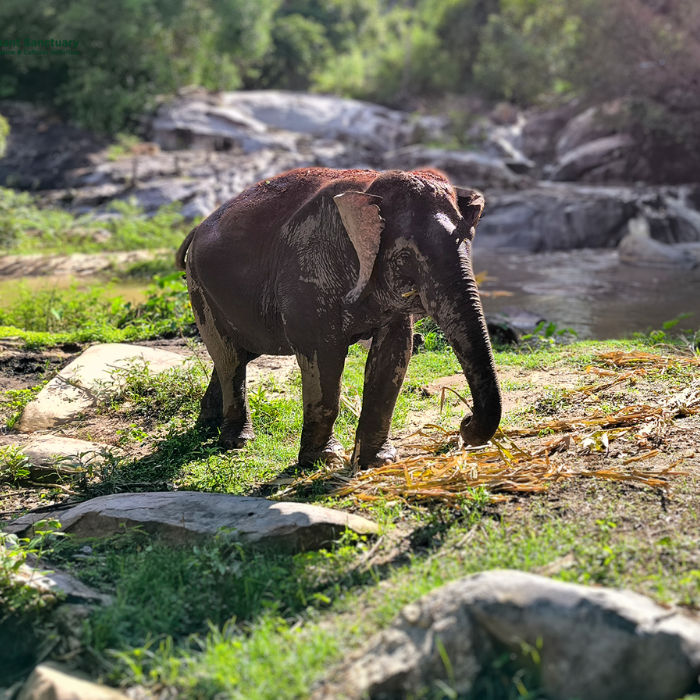 joy elephant sanctuary, joy elephant sanctuary chiang mai