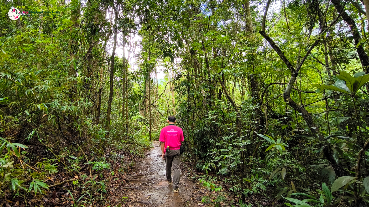 elephant observation and hiking doi inthanon, elephant observation and trekking doi inthanon, elephant observation and doi inthanon hike, elephant observation and doi inthanon trek, elephant surveying and doi inthanon hiking, doi inthanon hiking, doi inthanon trekking