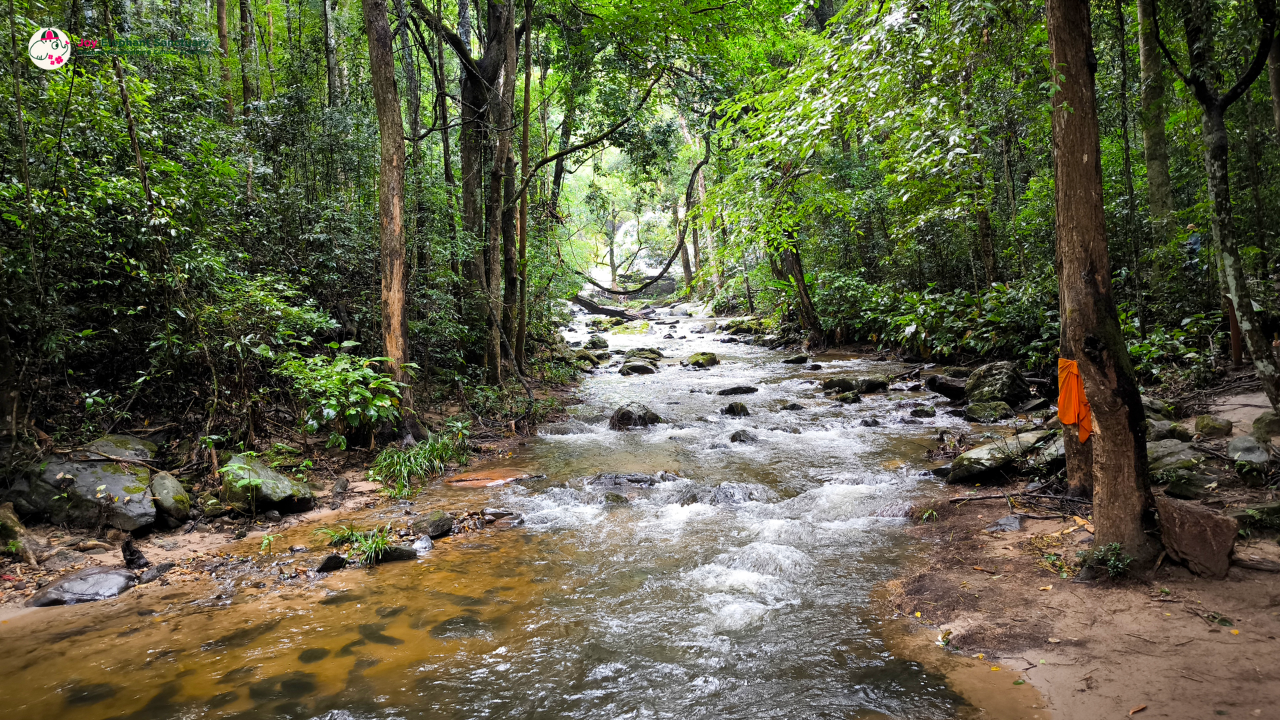 elephant observation and hiking doi inthanon, elephant observation and trekking doi inthanon, elephant observation and doi inthanon hike, elephant observation and doi inthanon trek, elephant surveying and doi inthanon hiking, doi inthanon hiking, doi inthanon trekking