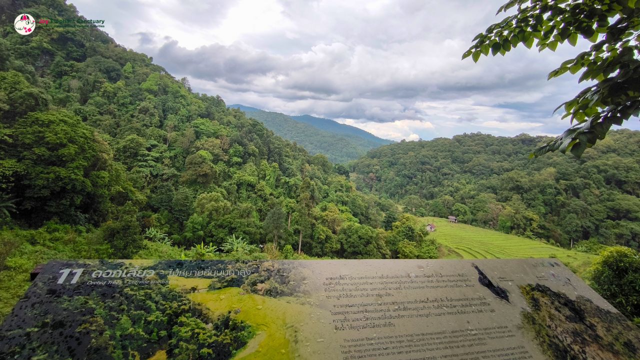 elephant observation and hiking doi inthanon, elephant observation and trekking doi inthanon, elephant observation and doi inthanon hike, elephant observation and doi inthanon trek, elephant surveying and doi inthanon hiking, doi inthanon hiking, doi inthanon trekking