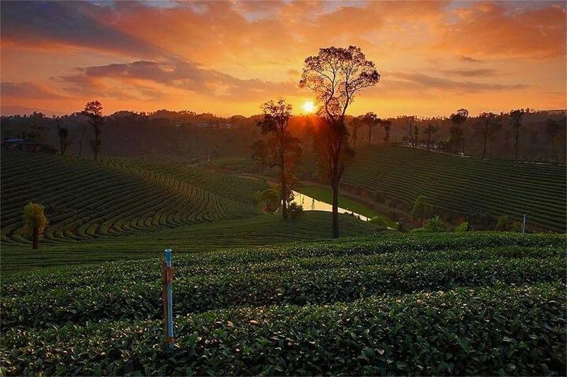 choui fong tea plantation, chouifong tea plantation, choui fong tea, chouifong tea