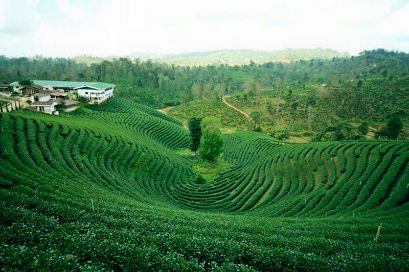 choui fong tea plantation, chouifong tea plantation, choui fong tea, chouifong tea