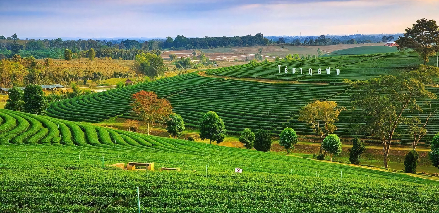 choui fong tea plantation, chouifong tea plantation, choui fong tea, chouifong tea