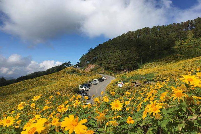 doi mae u kho, doi mae ukho, doi mae u-kor, doi mae ukor, mexican sun flower field