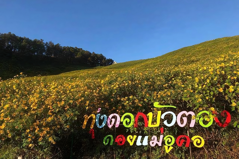 thung bua tong fields at doi mae u kho, bua tong fields doi mae u kho, bua tong fields at doi mae u kho, mexican sunflowers at doi mae u kho, doi mae u kho mexican sunflowers, doi mae u kho, doi mae u kho, thung dok bua tong at doi mae u-kho