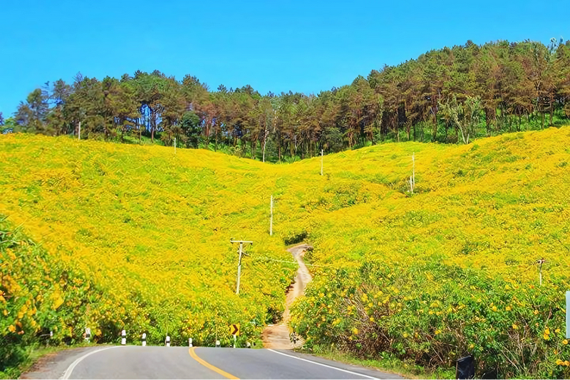 thung bua tong fields at doi mae u kho, bua tong fields doi mae u kho, bua tong fields at doi mae u kho, mexican sunflowers at doi mae u kho, doi mae u kho mexican sunflowers, doi mae u kho, doi mae u kho, thung dok bua tong at doi mae u-kho