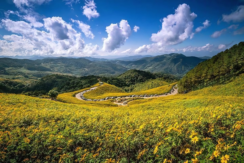 thung bua tong fields at doi mae u kho, bua tong fields doi mae u kho, bua tong fields at doi mae u kho, mexican sunflowers at doi mae u kho, doi mae u kho mexican sunflowers, doi mae u kho, doi mae u kho, thung dok bua tong at doi mae u-kho