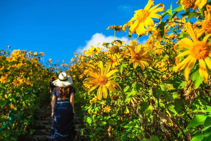 thung bua tong fields at doi mae u kho, bua tong fields doi mae u kho, bua tong fields at doi mae u kho, mexican sunflowers at doi mae u kho, doi mae u kho mexican sunflowers, doi mae u kho, doi mae u kho, thung dok bua tong at doi mae u-kho