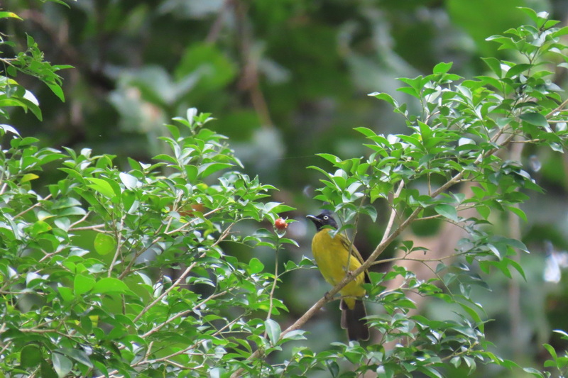 salawin national park, salawin, salawin forest park