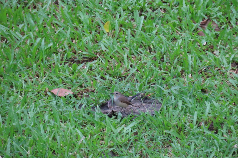 salawin national park, salawin, salawin forest park