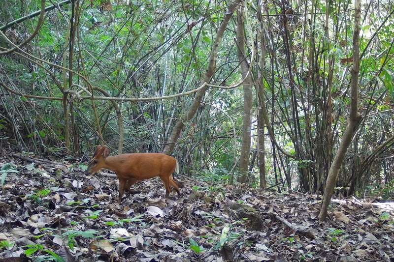salawin national park, salawin, salawin forest park