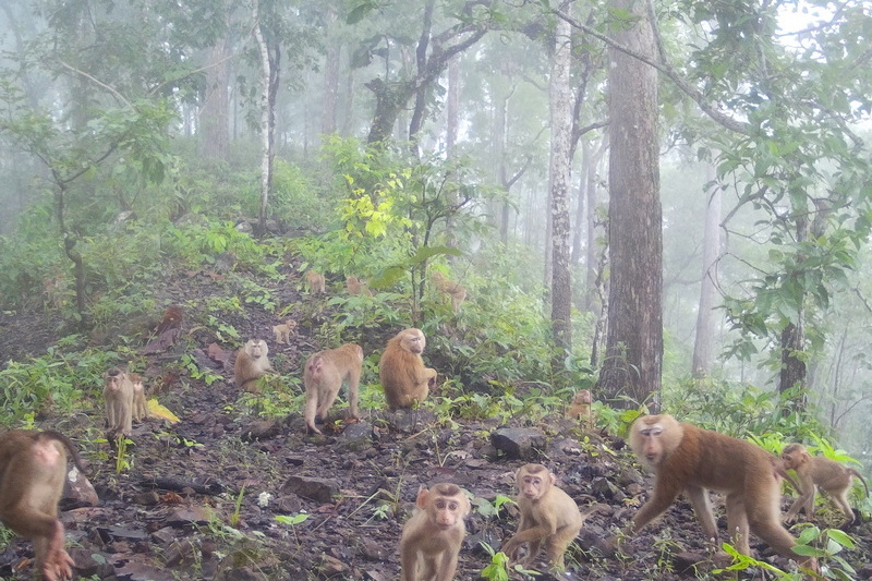 salawin national park, salawin, salawin forest park