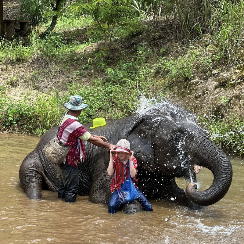 Elephant Family Chiang Rai, half day elephant chiang rai, elephant sanctuary chiang rai, karen ruammit elephant camp, chiang rai elephant bathing tour, elephant experience chiang rai, ethical elephant tour chiang rai, elephant feeding chiang rai, chiang rai elephant half day tour