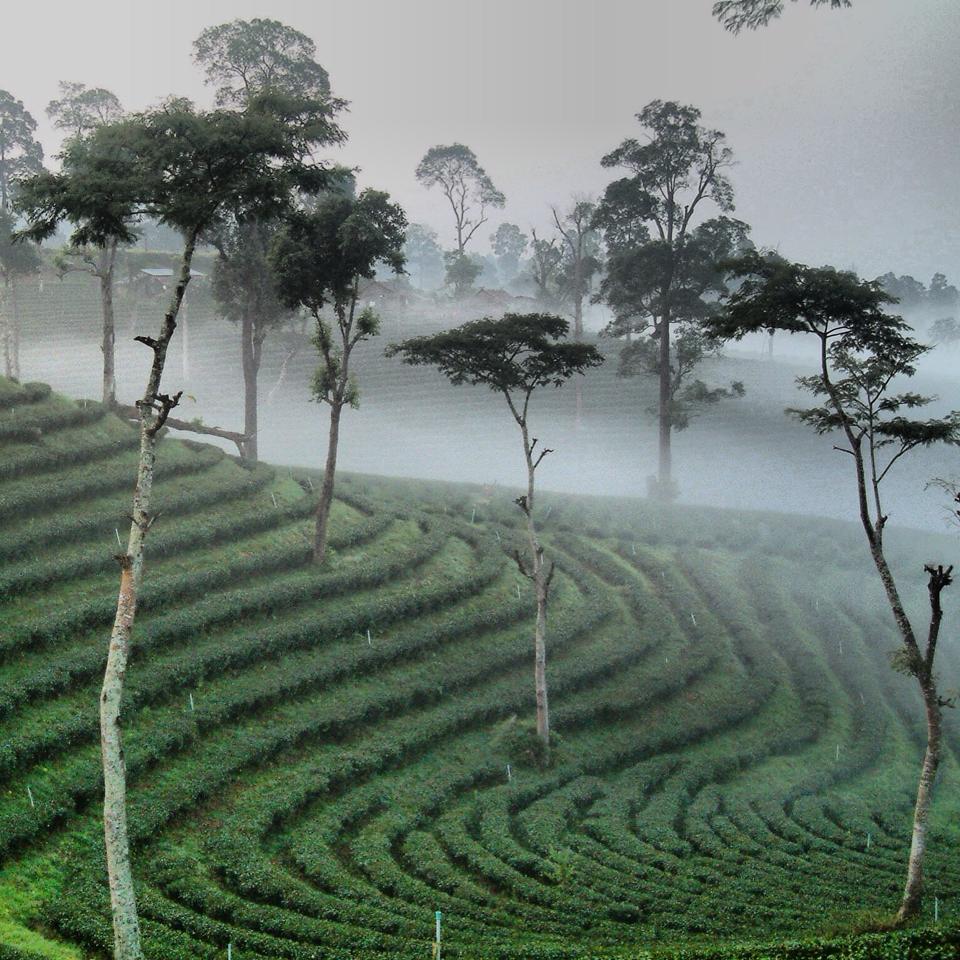choui fong tea plantation, chouifong tea plantation, choui fong tea, chouifong tea