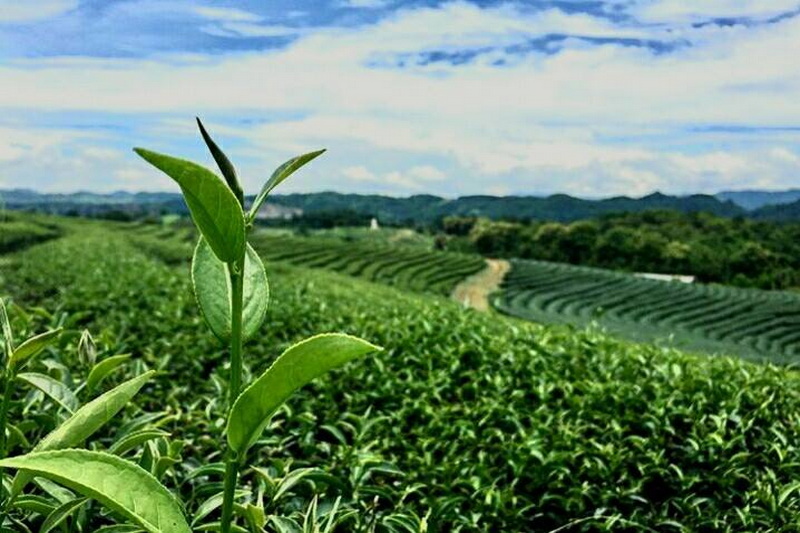 singha park, singha park chiang rai, singha park chiangrai