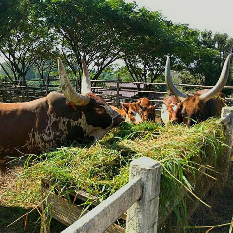 singha park, singha park chiang rai, singha park chiangrai