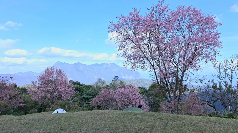 doi luang chiang dao, doi luang chiangdao, doi chiang dao, doi luang chiang dao forest park, doi chiang dao forest park, chiang dao wildlife sanctuary, doi luang chiang dao trek, doi luang chiangdao trek, doi chiang dao trek