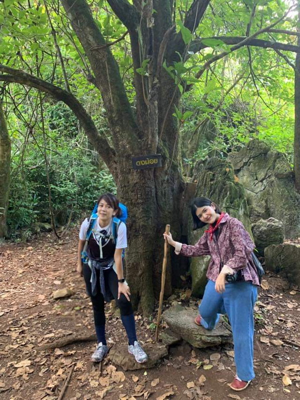 doi luang chiang dao, doi luang chiangdao, doi chiang dao, doi luang chiang dao forest park, doi chiang dao forest park, chiang dao wildlife sanctuary, doi luang chiang dao trek, doi luang chiangdao trek, doi chiang dao trek