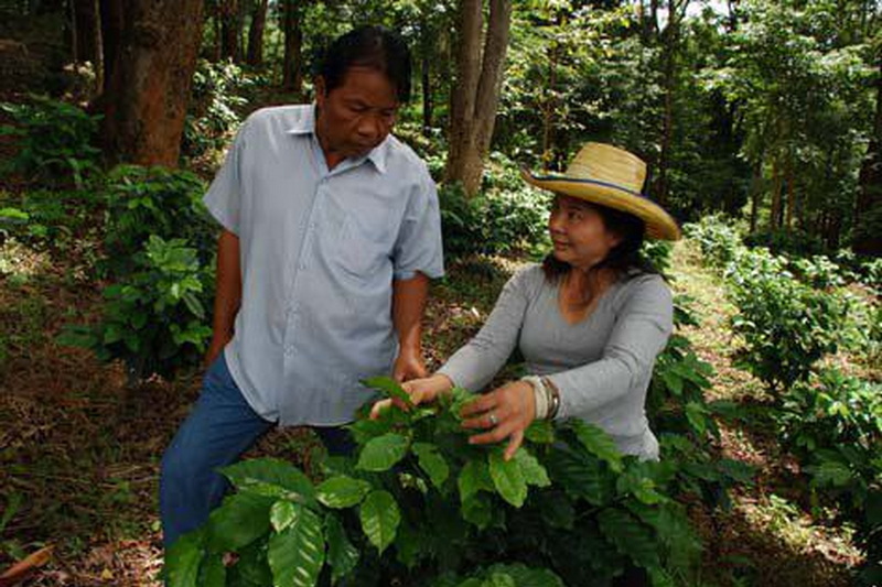 phu chi fa, phu chi fa forest park, phu chi fa national park, phu chi fah, phu chi fah forest park, phu chi fah national park