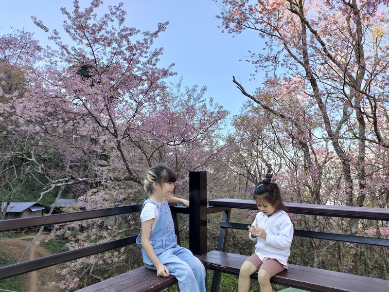 phu chi fa, phu chi fa forest park, phu chi fa national park, phu chi fah, phu chi fah forest park, phu chi fah national park