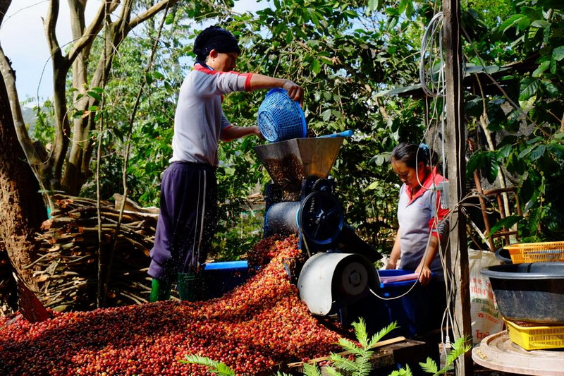 Arabica coffee in Khun Chang Khian Village