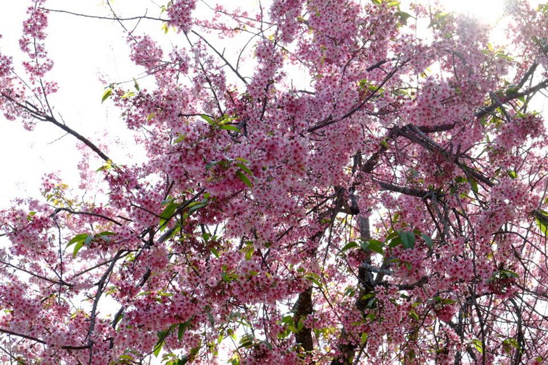 Sakura Khun Chang Khian