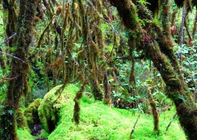 tour doi Inthanon, tour doi Inthanon national park, day tour doi Inthanon national park, budget tour doi Inthanon national park, day tour doi Inthanon, budget tour doi Inthanon, join with group tour doi Inthanon, join with group tour doi Inthanon national park