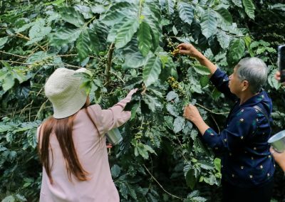 chiang mai coffee farm tour, coffee farm tour in chiang mai, chiangmai coffee farm tour, tour coffee farm chiang mai