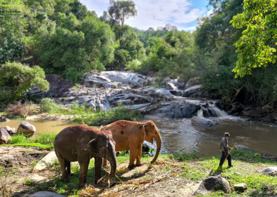 joy elephant sanctuary, joy elephant sanctuary chiang mai